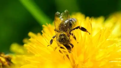 ABD0082_20180427 - STUTTGART - DEUTSCHLAND: 27.04.2018, Baden-Wrttemberg, Stuttgart: Eine Biene sitzt auf der Blte eines Lwenzahn. Foto: Sebastian Gollnow/dpa +++ dpa-Bildfunk +++. - FOTO: APA/dpa/Sebastian Gollnow
