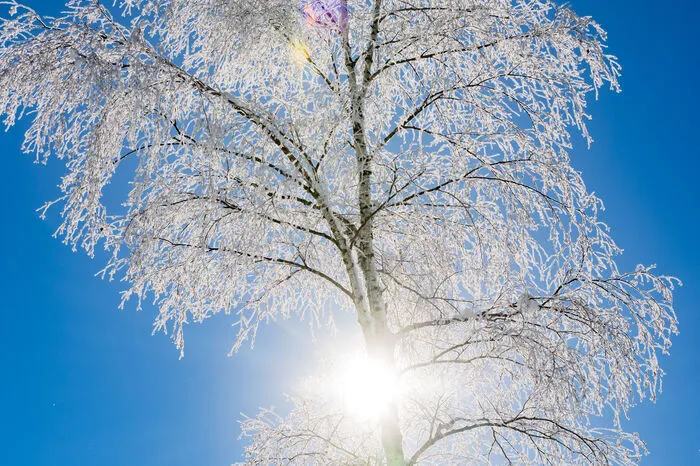 Wenn unten im Tal der Nebel liegt, herrscht am Weissensee kein Mangel an Sonne. Ein Winterwunderland, wie es im Buche steht.