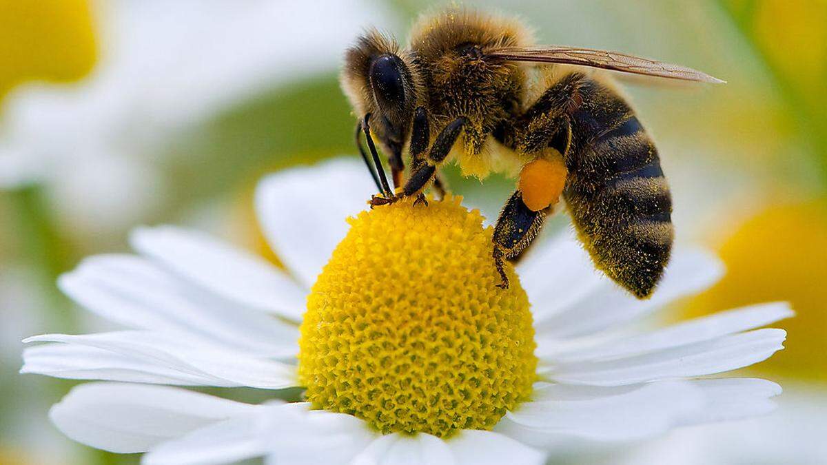 Eine Biene beim Sammeln von Blütenpollen