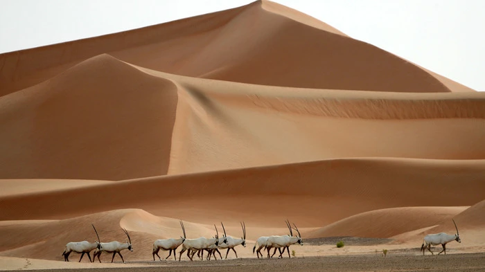 Die weiße Oryx - eine seltene Antilopenart, die es heute nur noch in einem Schutzgebiet gibt, wäre 1972 beinahe ausgestorben. Ein Sultan rettete der Weißen Schönheit das Leben.