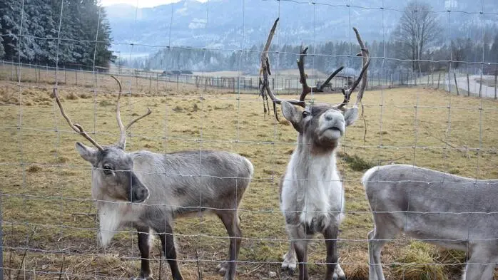 Am vergangenen Wochenende fand bei den „Alpakas und Lamas zum Grünen See“ zum letzten Mal in diesem Jahr der Alpaka-Advent statt
