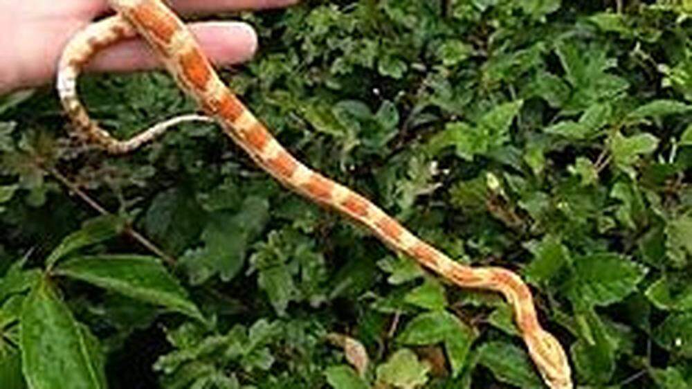 Die Schlange wurde am Sonntag in den Reptilienzoo gebracht, der Besitzer hat sich noch nicht gemeldet