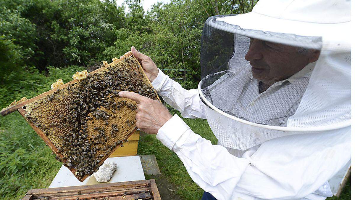  Die Kärntner Erwerbsimker betreuen rund 12.000 Bienenvölker, die meisten im Lavanttal