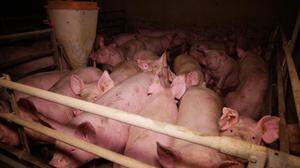 Die Bilder aus dem Mastbetrieb zeigen mehrere teils schwer verletzte Schweine