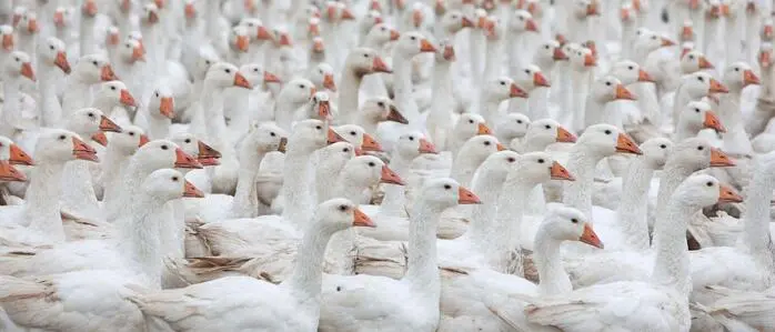 Gänse | Gänse in Oberösterreich infizierten sich mit der Vogelgrippe