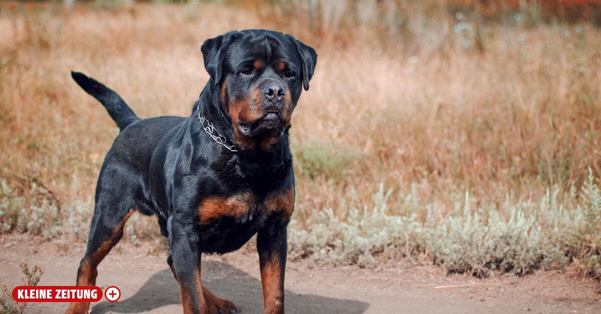 Kirchberg: Von Rottweiler schwer verletzt: Siebenjährige operiert