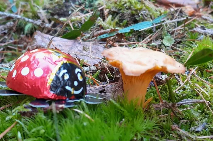 Im Kraubathgraben hat Hans Jürgen Rabko um Neujahr dieses Eierschwammerl entdeckt, das bei diesen milden Temperaturen mitten im Winter aus dem grünen Waldboden sprießt.