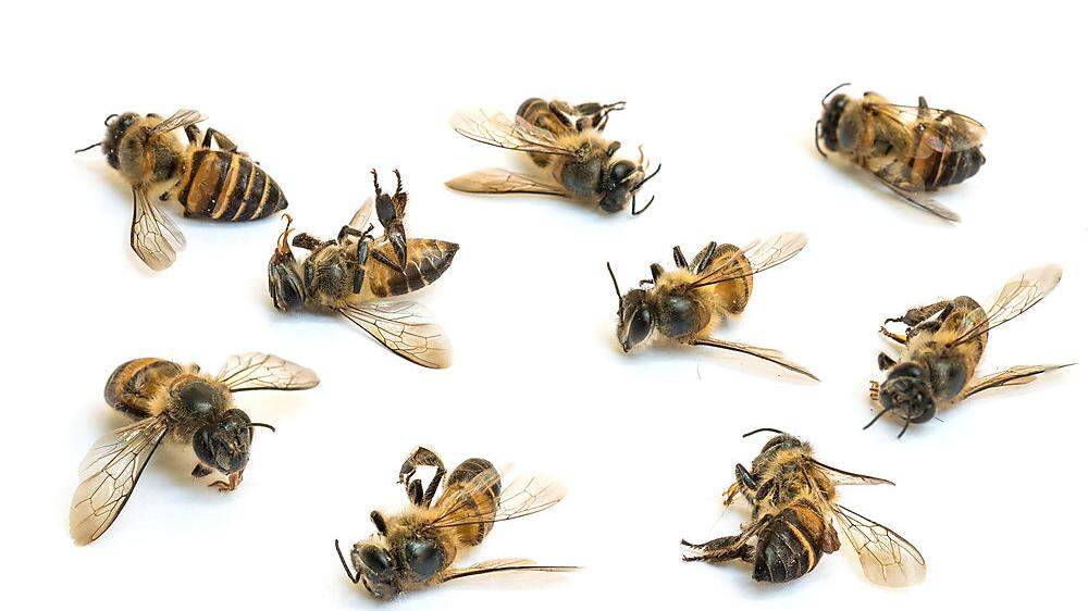 Bienen gelten als Vorbilder in Sachen Fleiß. Bedingungslose Einsatzbereitschaft kann aber ihren Preis haben.