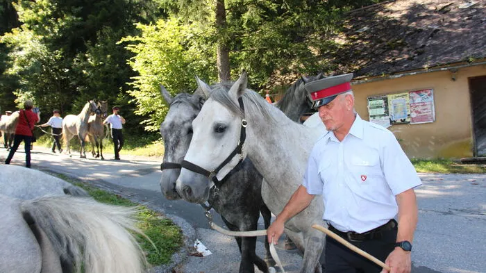 Wenige Minuten vor 12 Uhr erreichten die 32 Junghengste im Rahmen des Lipizzaner-Almabtriebs das Gasthaus Wiendl in Maria Lankowitz.