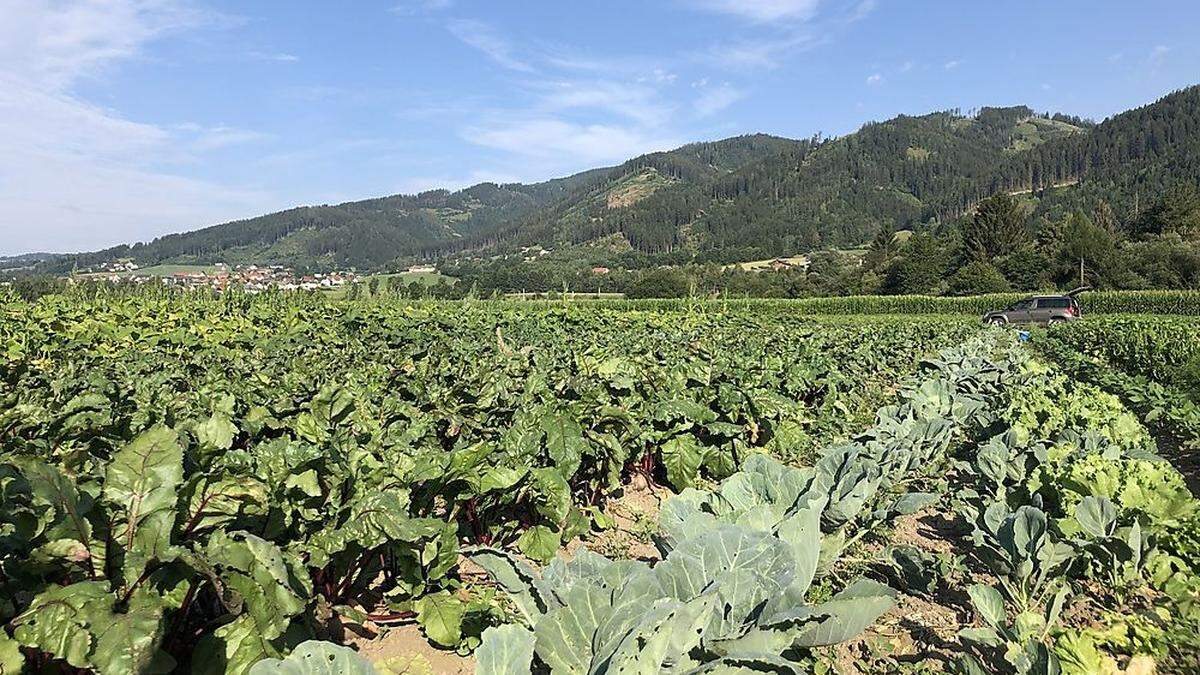 Die Versorgung sei in Österreich auch dank der Landwirtschaft gesichert