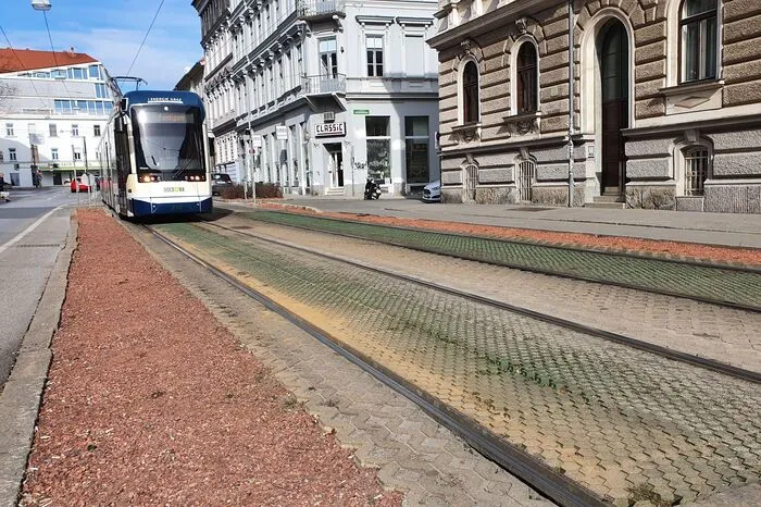 Dort, wo im Sommer 2019 birkenblättrige Spiere gepflanzt wurden, ist es heute allerdings kahl. Vandalen haben laut Holding Graz ihr Unwesen getrieben.
