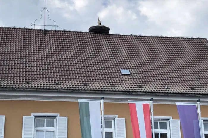 Die drei Jungtiere wurden auf die Storchenstation Tillmitsch verlegt. Storch "Stinki", einer der drei Jungstörche, stürzte zuerst in eine Jauchegrube und wurde wenig später angefharen und tödlich verletzt.