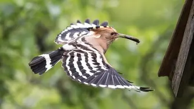 Der Wiedehopf ist zwischen 26 und 29 Zentimeter groß