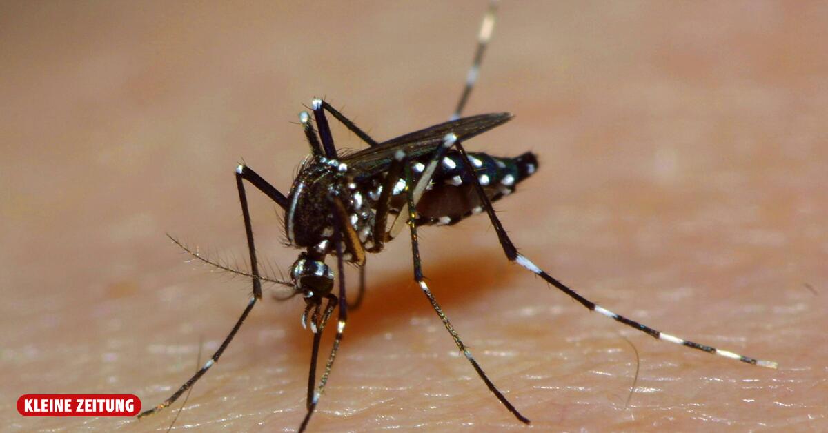 Dengue-Fieber breitet sich auf Philippinen aus: Kopfgeld auf Moskitos
