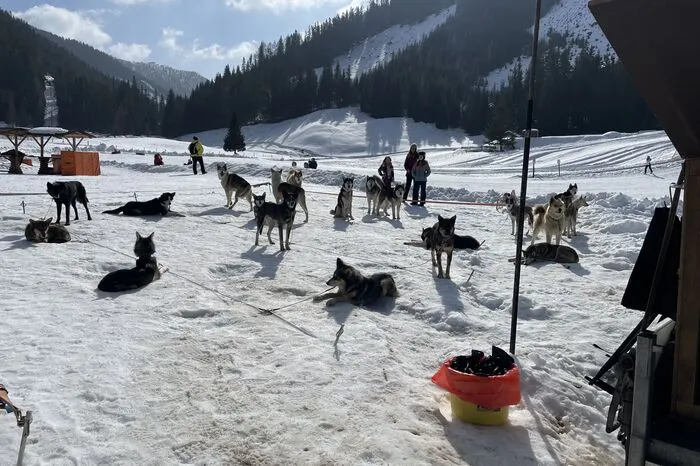 Vor dem Start ruhten sich die Hunde noch aus.