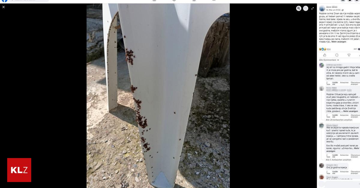 Haus und Garten in Kroatien von Tausenden Zecken befallen