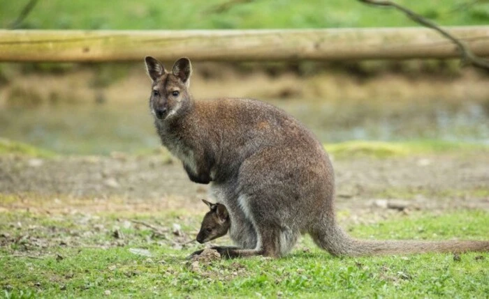 Die Rotnackenwallabys sind erst seit kurzem im Zoo zu sehen
