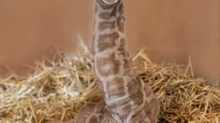 Der kleine Giraffenbulle Kiano hält seine Mama Samira, die ihn stündlich säugen muss, und das Tierpfleger-Team, von dem er sich gerne verwöhnen lässt, derzeit ordentlich auf Trab.