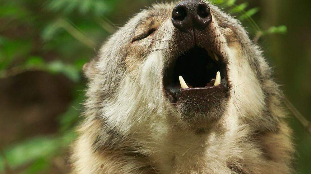 Es vergeht kaum ein Tag, an dem in Osttirol kein Wolfsriss gemeldet wird