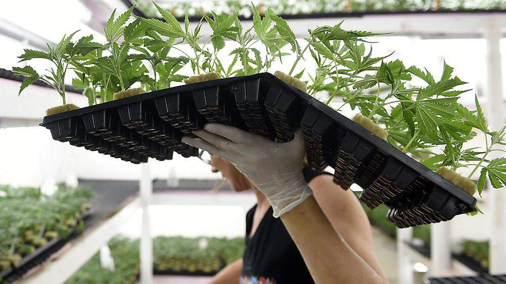 Neun Cannabisplantagen wurden im Vorjahr in Feldkirchen ausgehoben