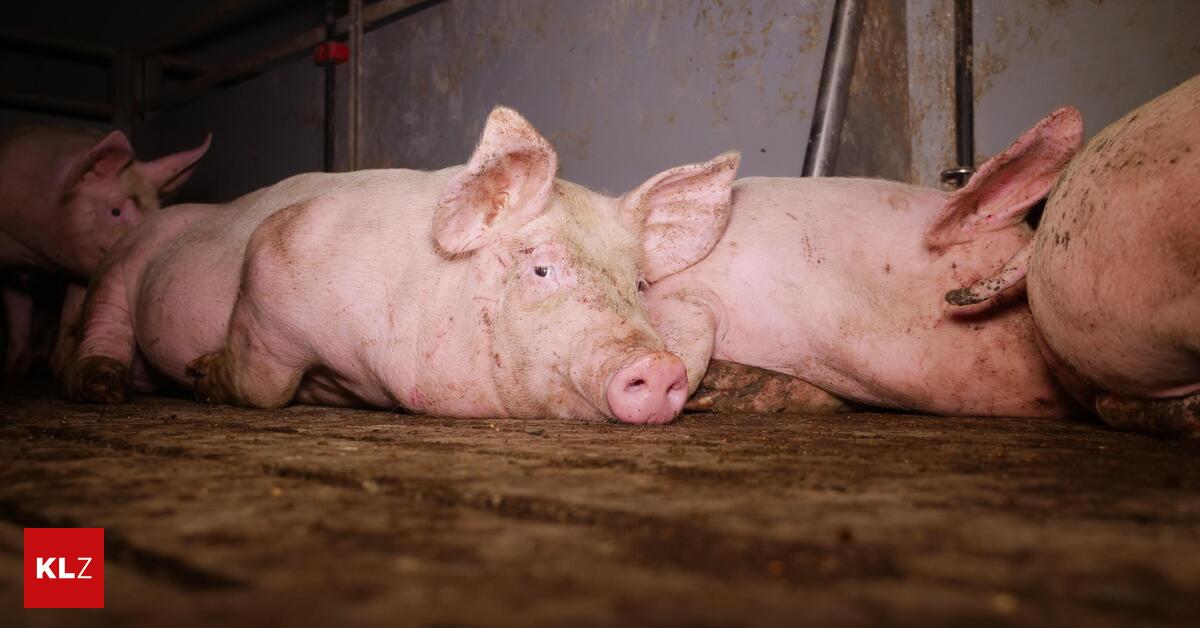 VGT-kritisiert-Schweinemastbetrieb-f-r-strukturierten-Vollspaltenboden