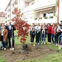 Heuer wurde ein Amberbaum gepflanzt