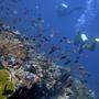 Die steigenden Temperaturen in den Weltmeeren gefährden nicht nur die Artenvielfalt
