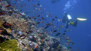 Die steigenden Temperaturen in den Weltmeeren gefährden nicht nur die Artenvielfalt