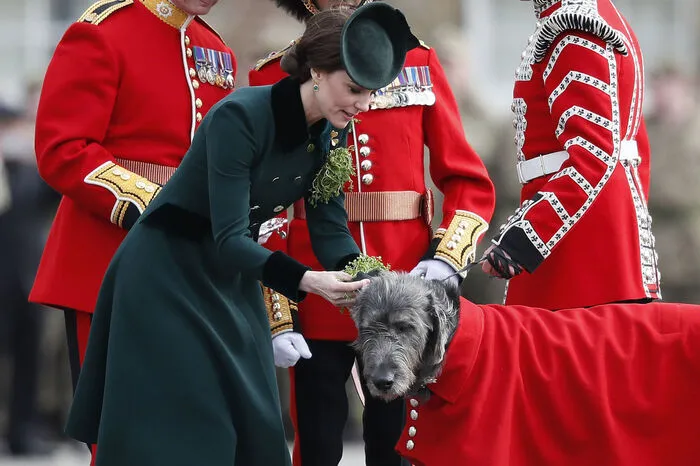 In London begeht man den Tag mit einer großen Parade. Auch das Königshaus nimmt daran Teil. Herzogin Kate geht hier auf Tuchfühlung mit einem irischen Wolfshund ...