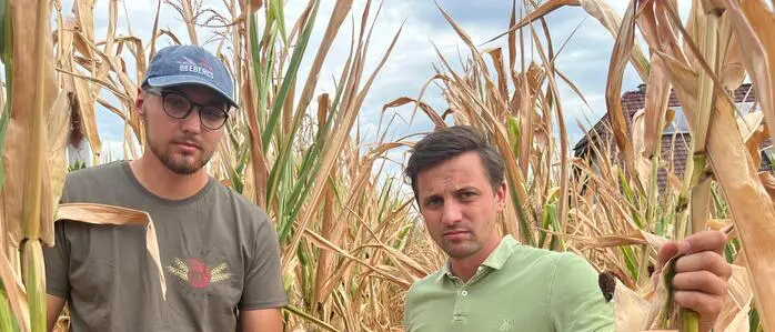 Landwirt Kilian Eberl und Bauernbund-Direktor Bernd Brodtrager in einem verdorrten Maisacker in der Oststeiermark