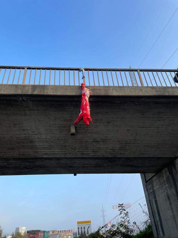 Ein rot angemaltes Schwein wurde auf der Autobahnbrücke in Seiersberg aufgehängt