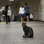 Die Katzen warten auf die U-Bahn und steigen gerne ein (Symbolbild)
