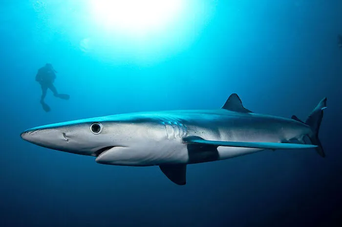 In den warmen Sommergewässern von Neuengland finden Taucher vor der Küste von Rhode Island einige der besten Tauchspots weltweit, um Blau- und Makohaie zu erleben. Mit einem Hai zu tauchen ist sicher einer der Höhepunkte im Leben eines Tauchers. Sie sind aufregend zu beobachten und ihr Adrenalin ist ansteckend.