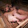 Schweine in einem AMA-zertifizierten Schweinemastbetrieb im Bezirk Korneuburg