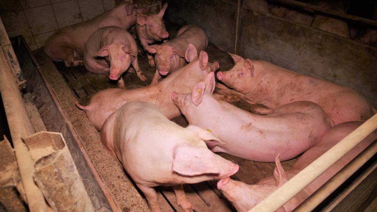 Schweine in einem AMA-zertifizierten Schweinemastbetrieb im Bezirk Korneuburg