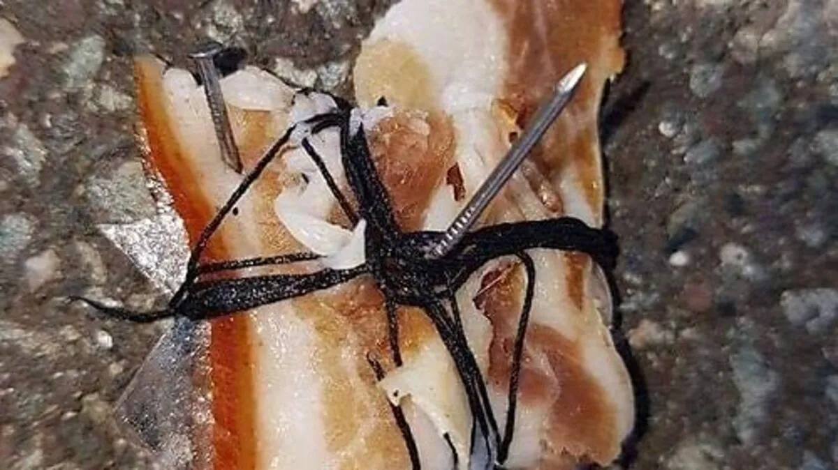 Das Speckstück ist etwa vier Zentimeter groß