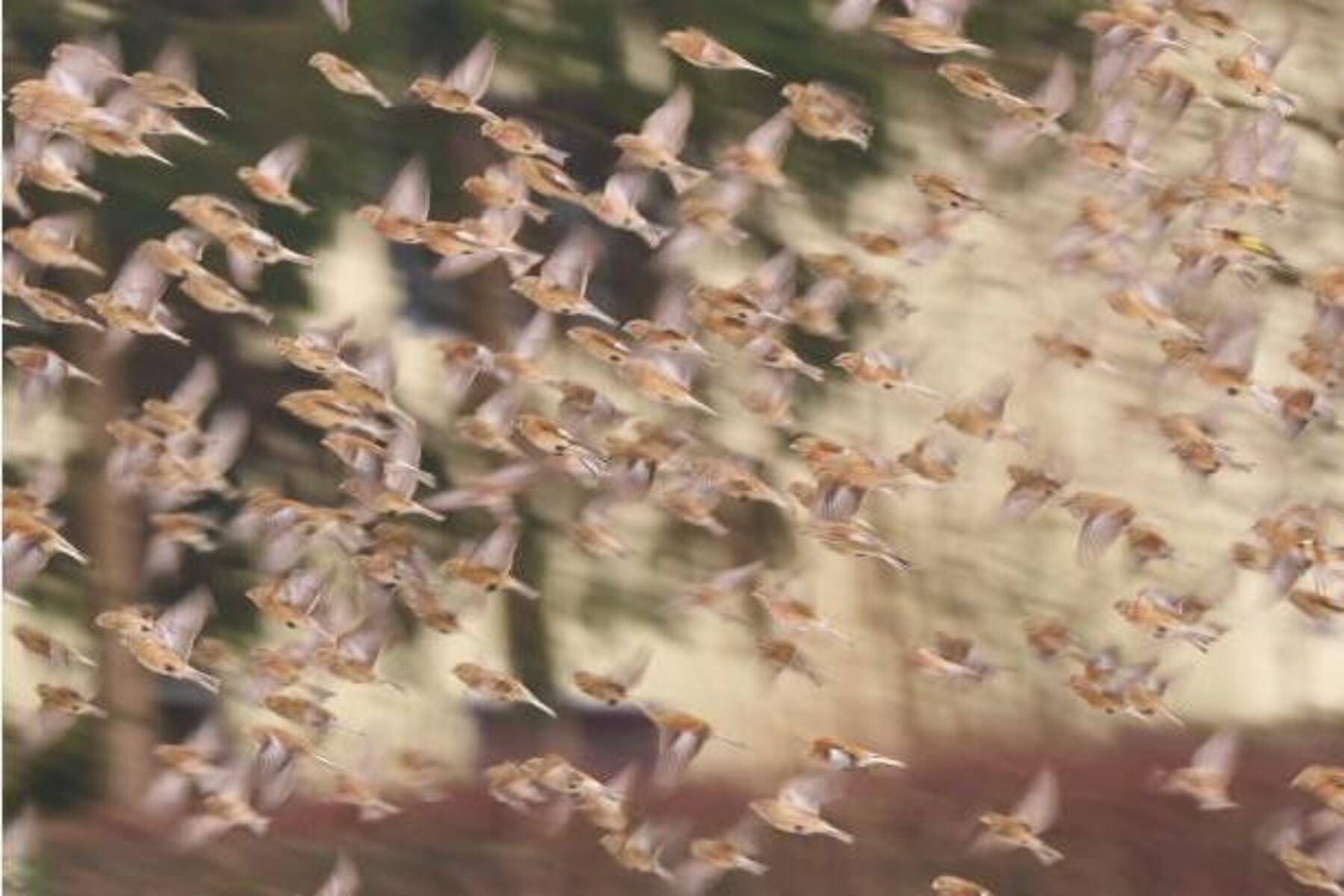 Naturschauspiel in Kärnten: Ein Feld sicherte durch Zufall Hunderten Vögeln das Überleben