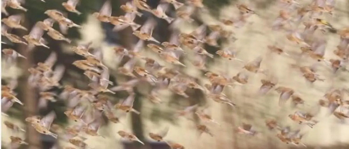 Das Naturschauspiel zog täglich die Menschen in seinen Bann