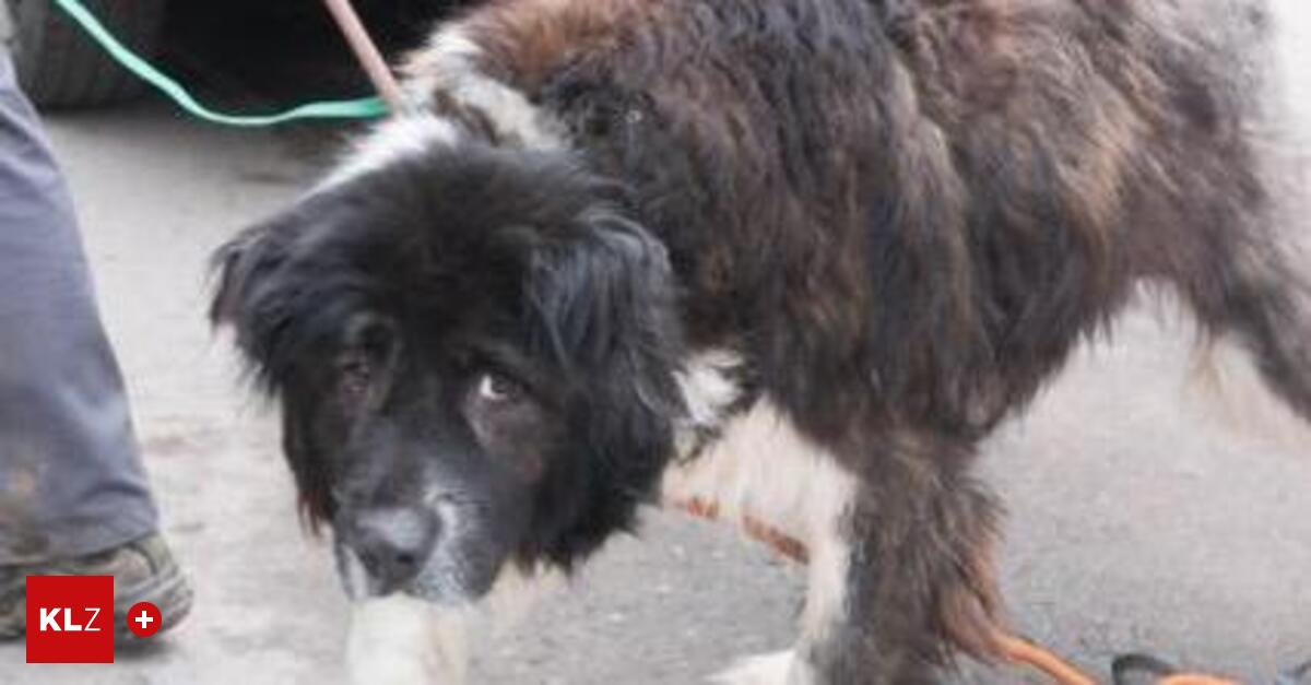 Arche-Noah-befreite-elf-Katzen-und-Hund-aus-verwahrlostem-Bauernhaus