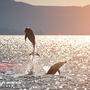Delfine, wie diese, sind das ganze Jahr über in der Adria anzutreffen