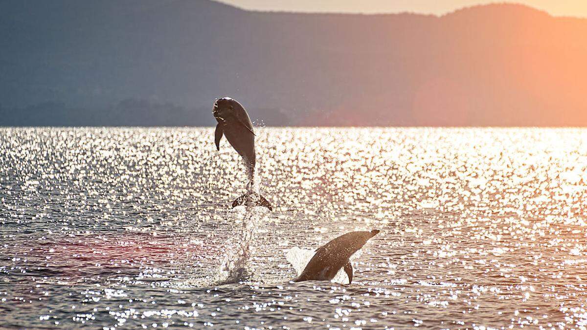 Delfine, wie diese, sind das ganze Jahr über in der Adria anzutreffen