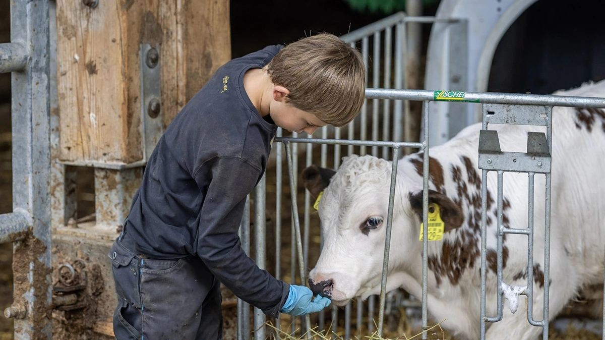 In Kötschach-Mauthen wird zum Ehrentag der Kuh die "Liabste Kuah 2023" gesucht