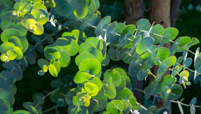 Kann der Eukalyptus im Freien überwintern?