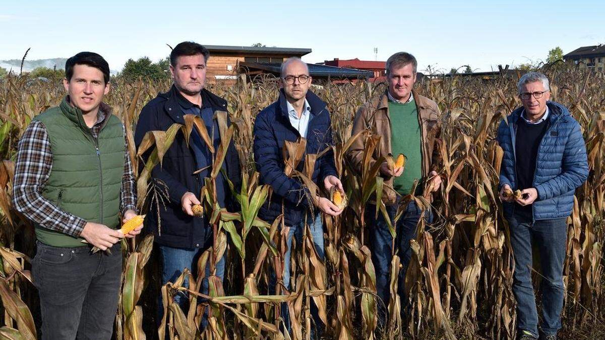 Josef Kaiser, Manfred Huss, Christoph Zirngast, Franz Stradner und Josef Kurz in einem von der Dürre schwer betroffenen Maisfeld in Wagna 