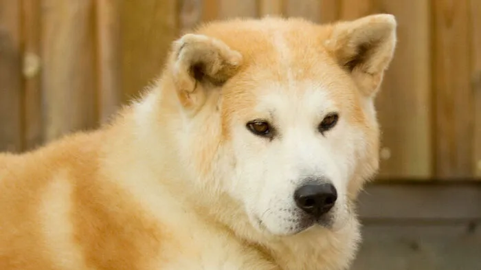 Der Hund stieß den Buben nieder und biss ihn in den Hinterkopf
