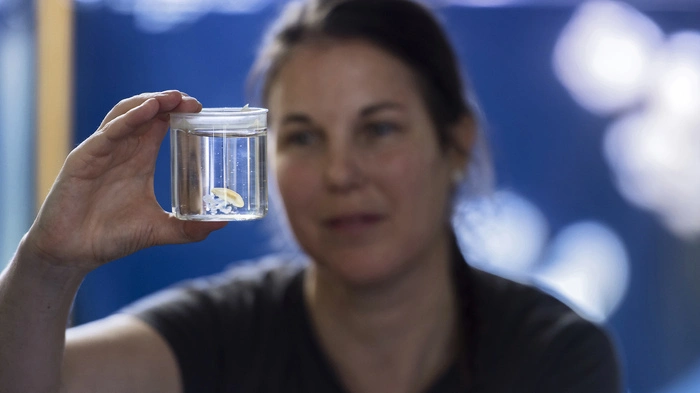 Fernab vom Meer erforscht die gebürtige Schweizerin Karen Kienberger die Riesenqualle Rhizostoma luteum im Wiener Tiergarten Schönbrunn.