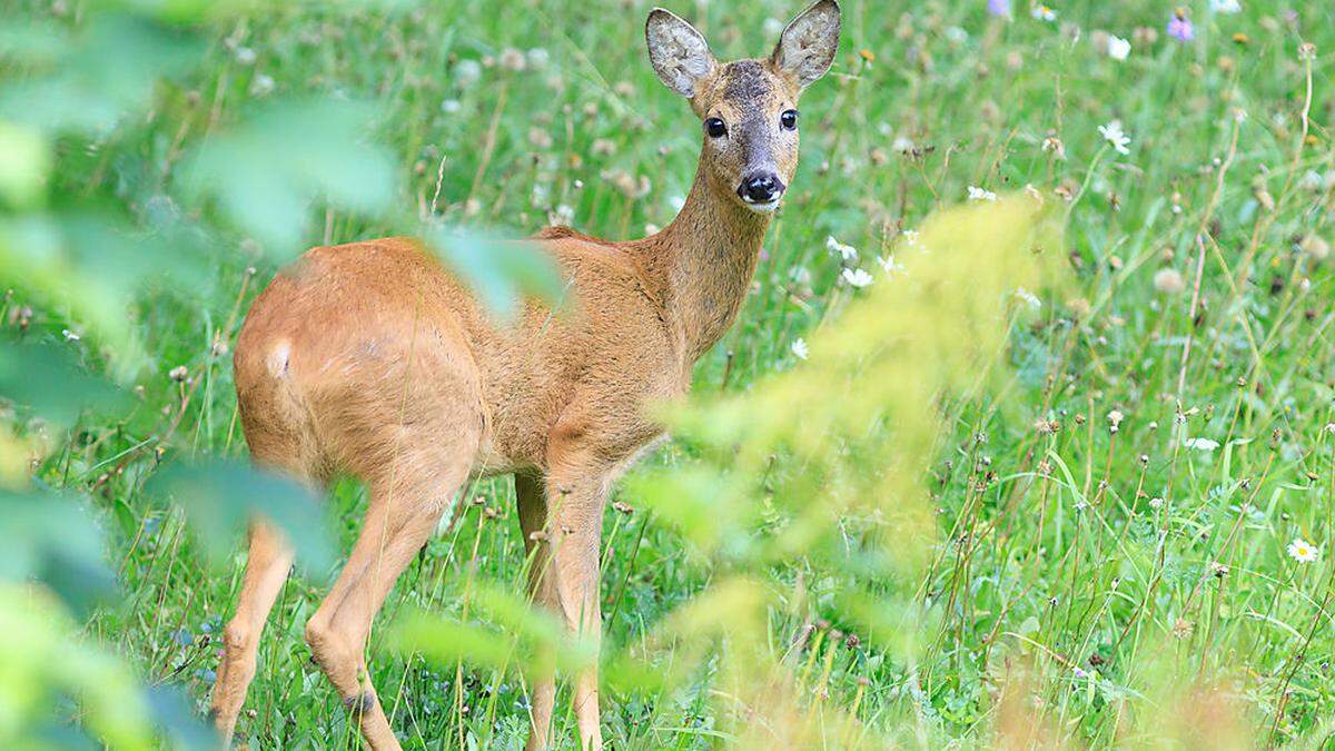 Ein Reh im Gras