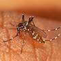 Das Dengue-Virus wird von der Ägyptischen Tigermücke übertragen