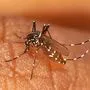 Das Dengue-Virus wird von der Ägyptischen Tigermücke übertragen