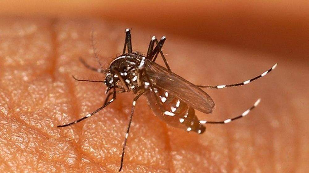 Das Dengue-Virus wird von der Ägyptischen Tigermücke übertragen